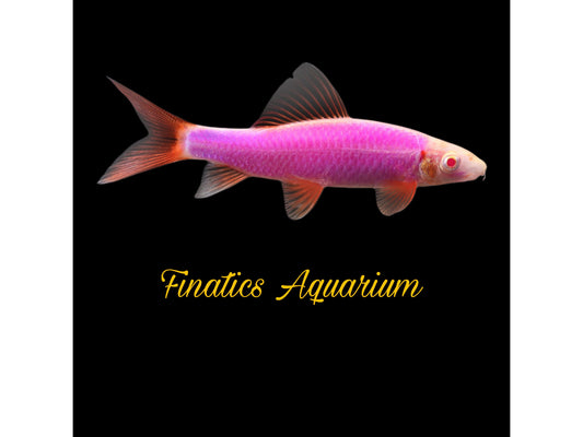 One Glofish Galactic Purple Shark-Fish Approx 2” T132