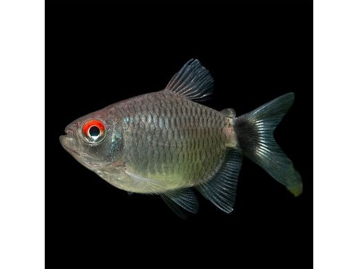 One Red Eye Balloon Tetra (T93)