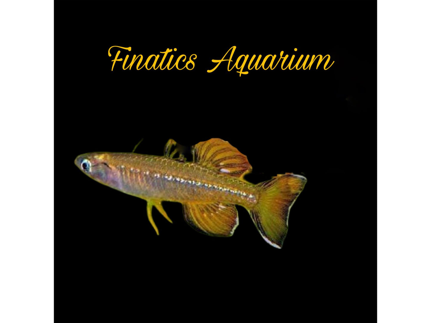 One Blue Eye Tenellus Rainbowfish Approx 3/4” T2728