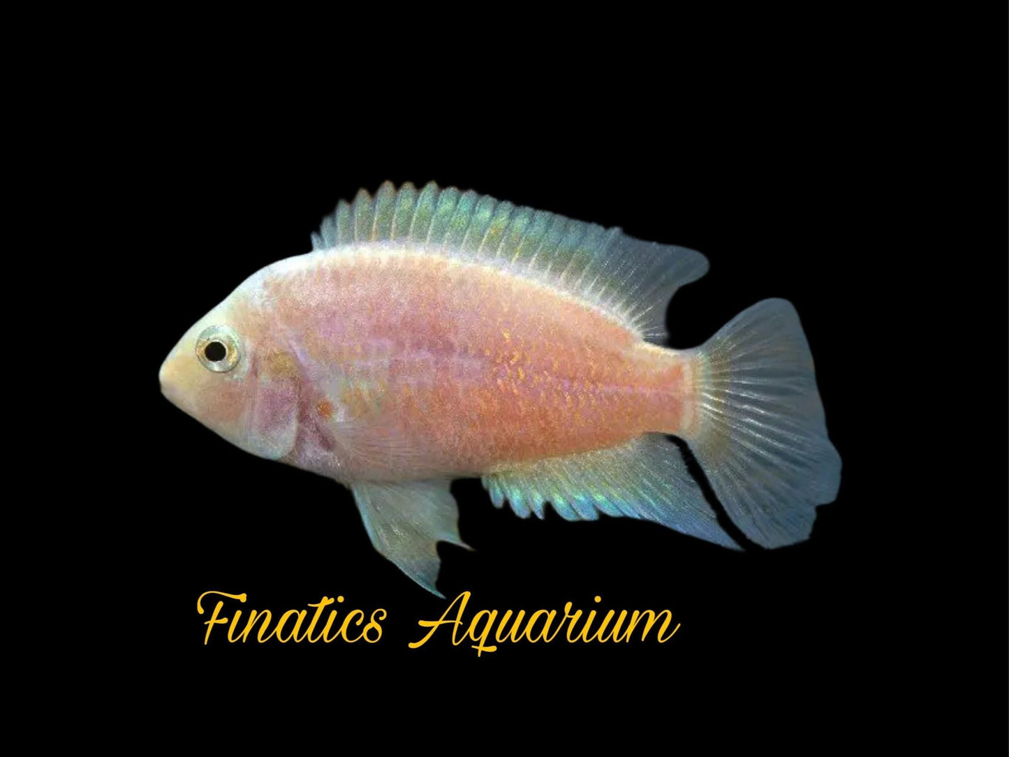 One Pink/Platinum Convict Cichlid Approx 2-4"
