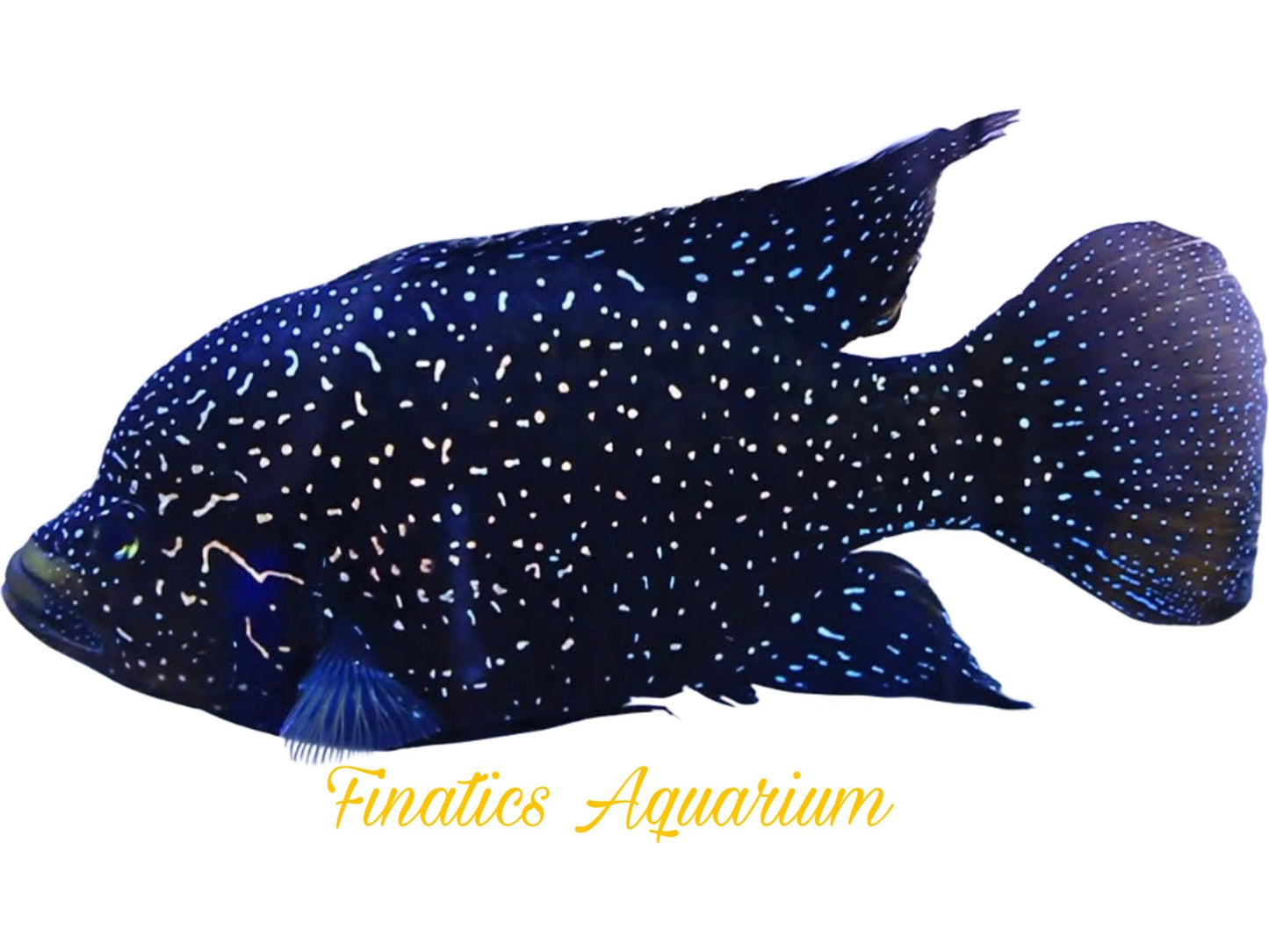 One Paratilapia Polleni (Madagascar) Approx 1.5-2” T232 Juveniles