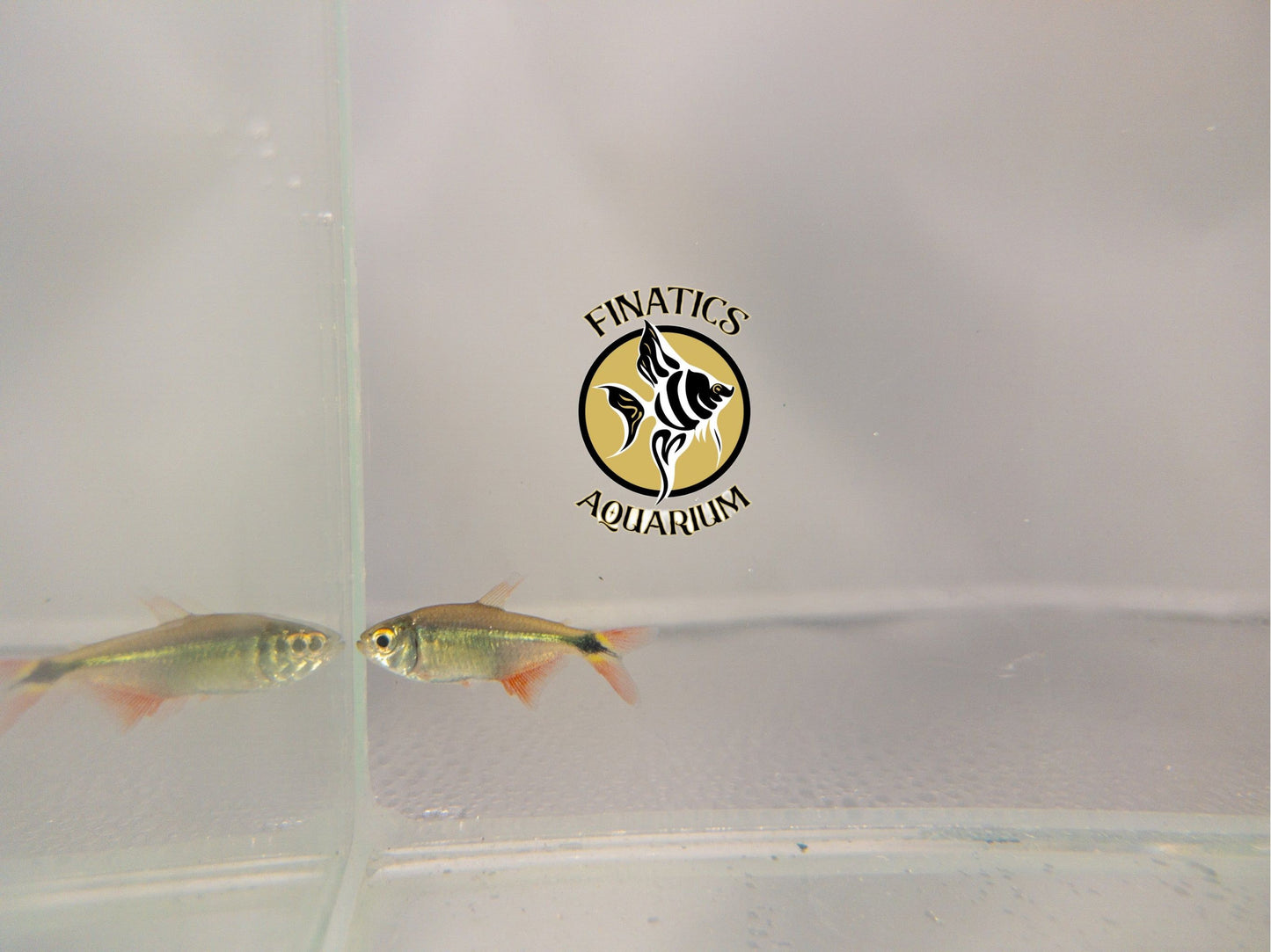 Buenos Aires Tetra Live Fish