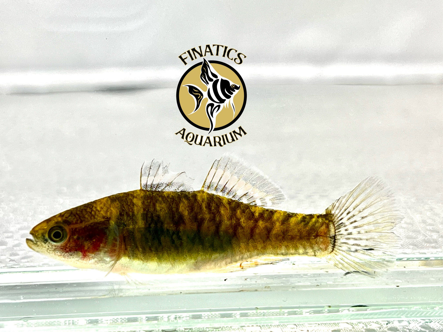 Empire Gudgeon 1.5 - 2"