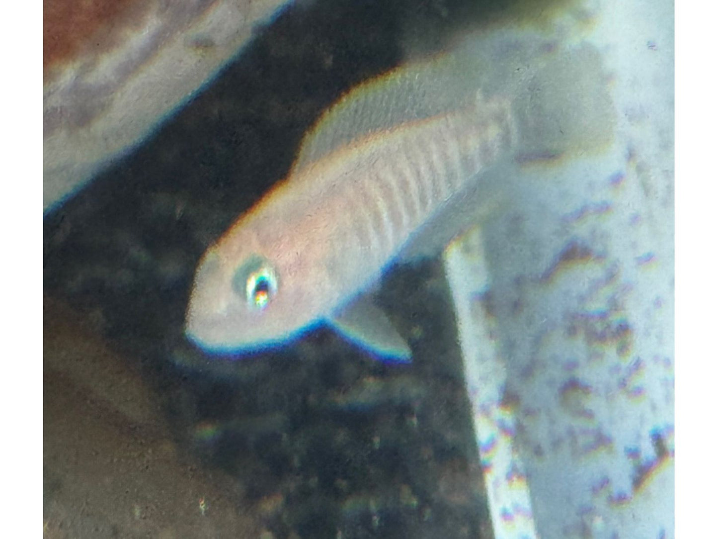 One Multies Shell Dweller Approx 1" T256 Neolamprologus Multifasciatus Tanganyika East Africa