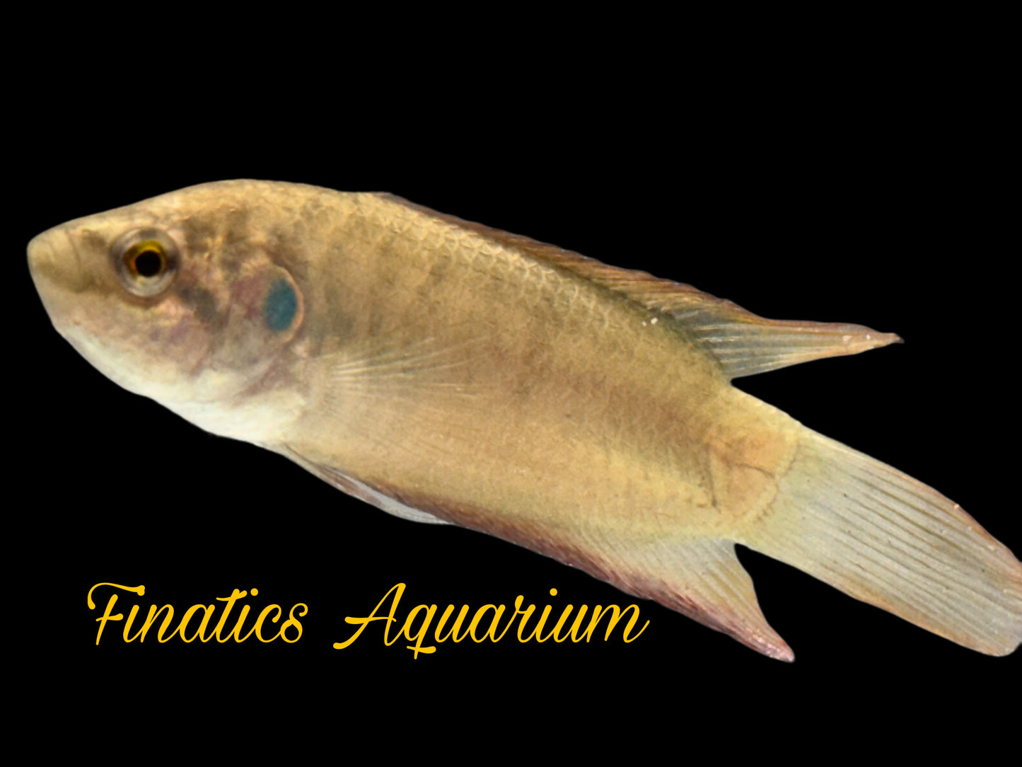 One Round Tail Paradise Gourami WYSWYG Approx 2” T176