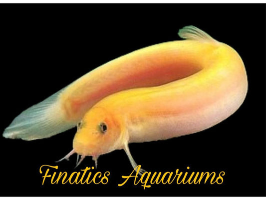 One Gold Dojo Loach Approx 3" (Misgurnus Anguillicaudatus)
