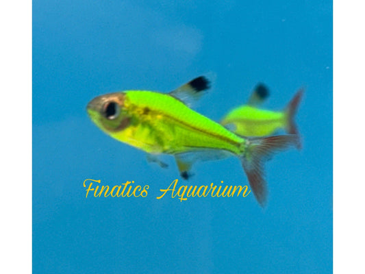 One Electric Green Pristella Glo Fish approx 1” T95