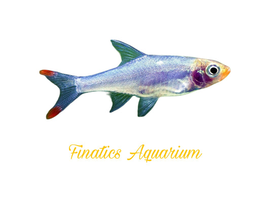 One Asian Rummynose Rasbora Approx 3/4” Juveniles
