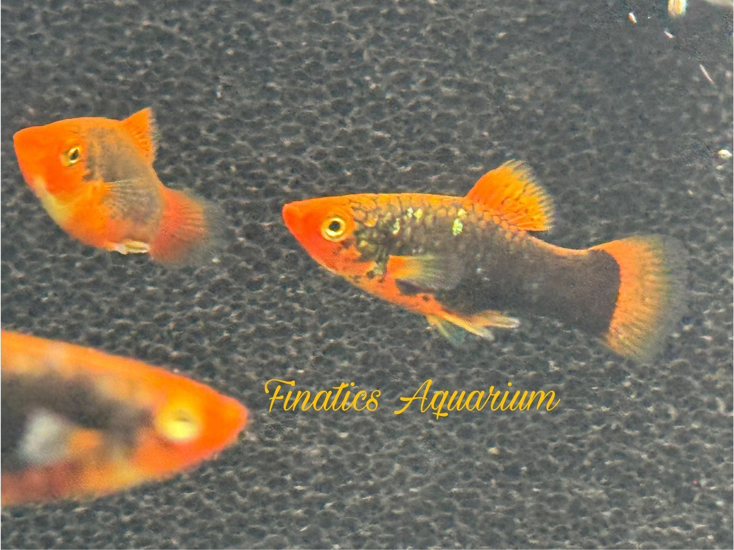 One Redtail Black Platy Approx 1” T67 (Xiphophorus variatus)