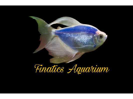 One Glofish Cosmic Blue Longfin Tetra Approx 1 - 1.5”