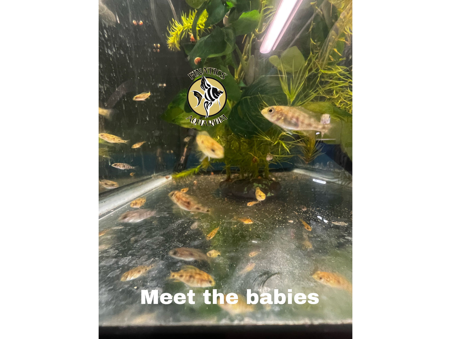 One Taiwan Reef Cichlid Juvenile Fish