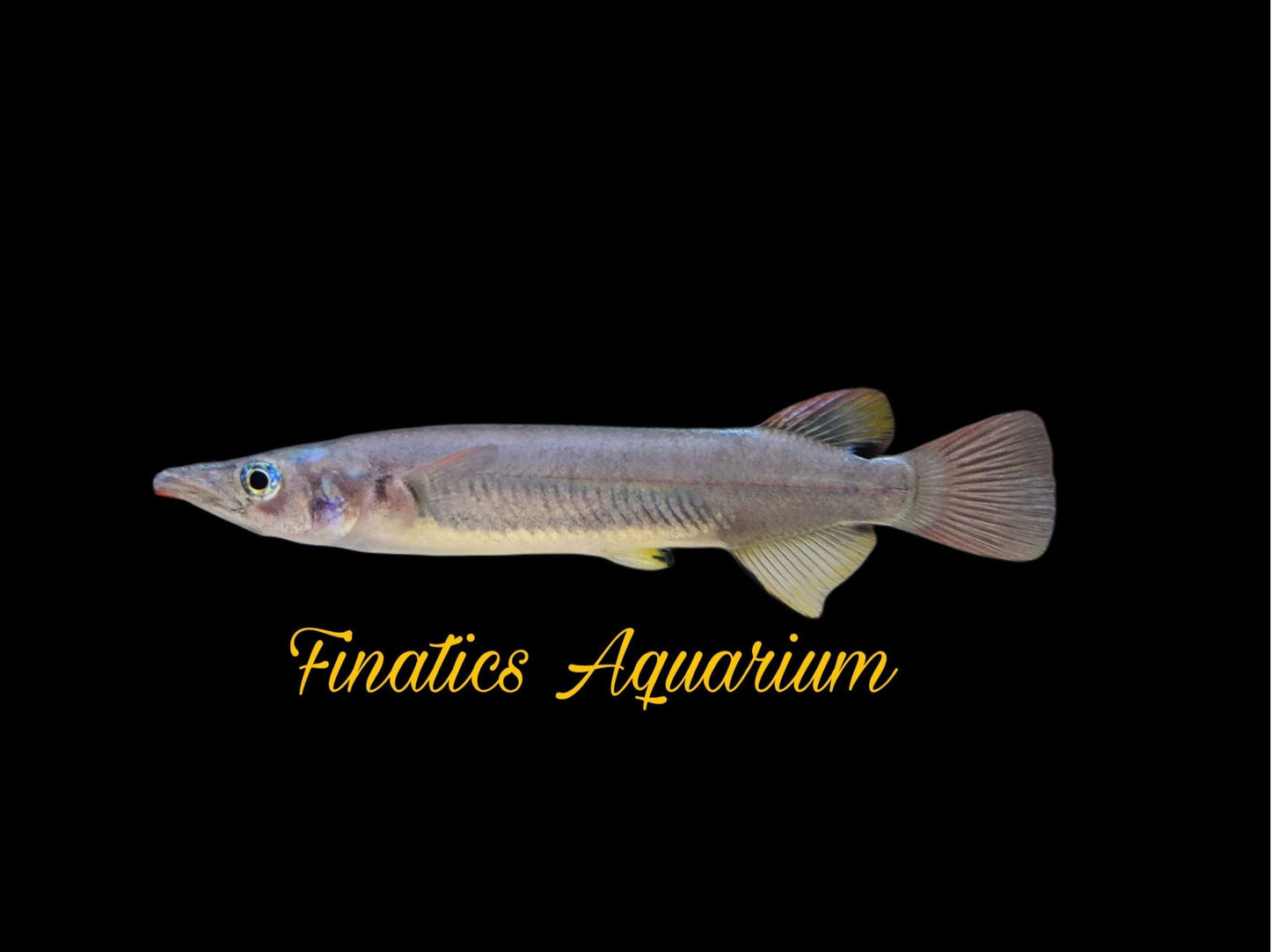 One Celebes Halfbeak Approx 2-2.5” T397