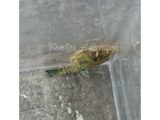 One Blue Zebra Hillstream Loach 1-2" Approx T158
