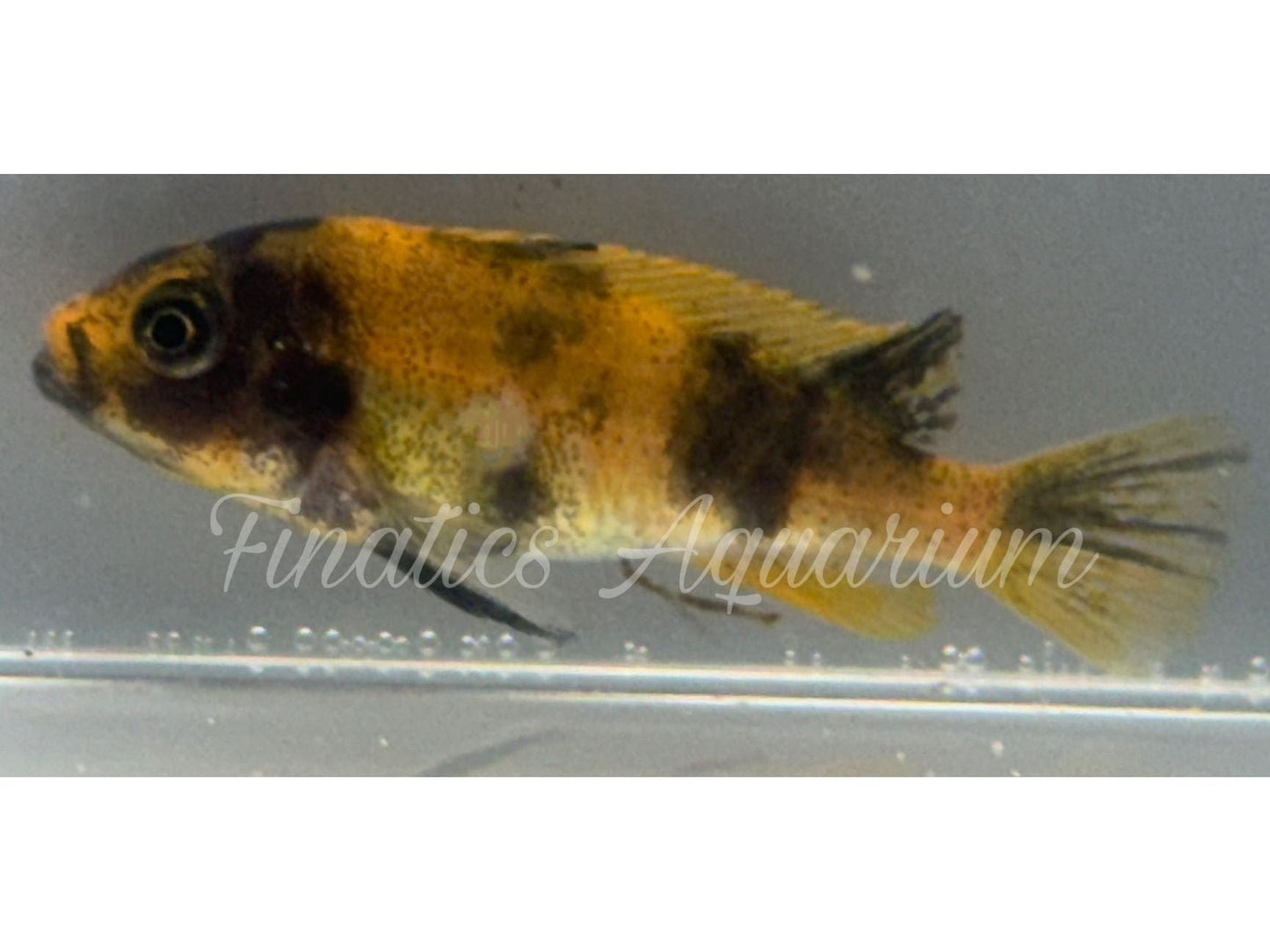 One Zebra Red Blotch Cichlid WYSWYG #1003