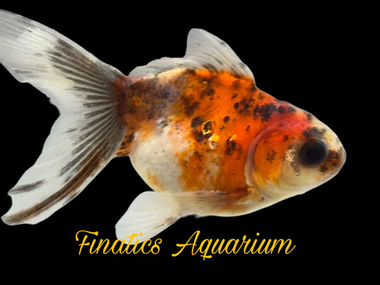 One Oranda Goldfish Approx 2”  WYSWYG  r2042
