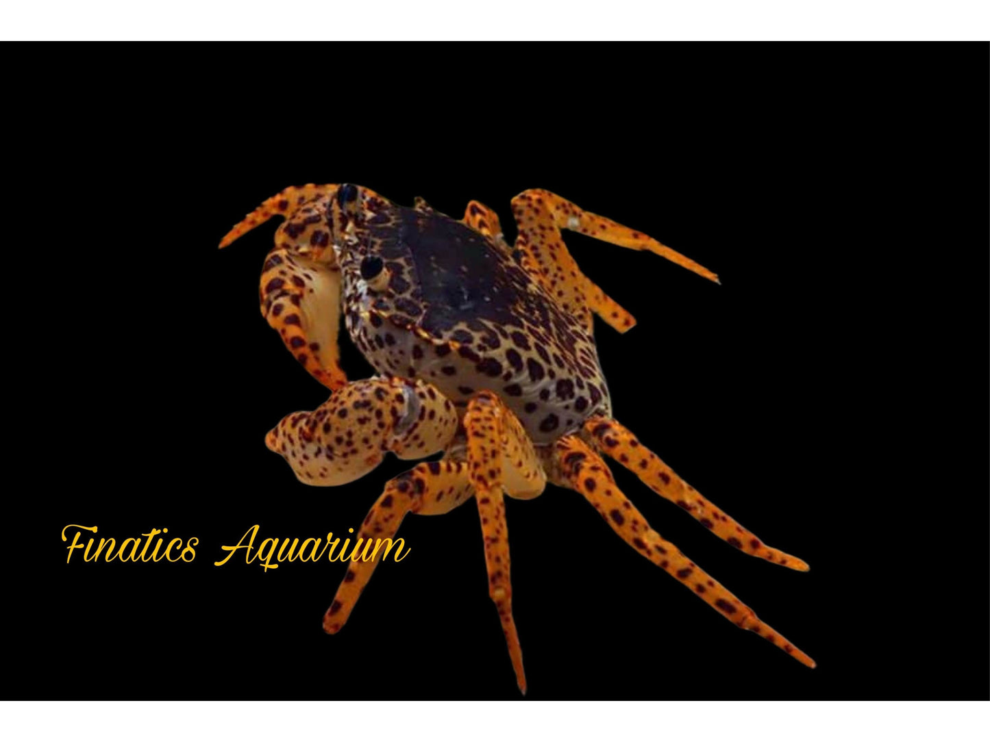 One Panther Crab Approx 1.5-2” (Parathelphusa pantherina) Fully Aquatic