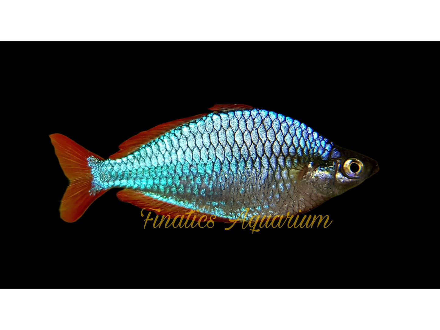 One Neon Praecox Rainbowfish Approx 1.5-2” T142