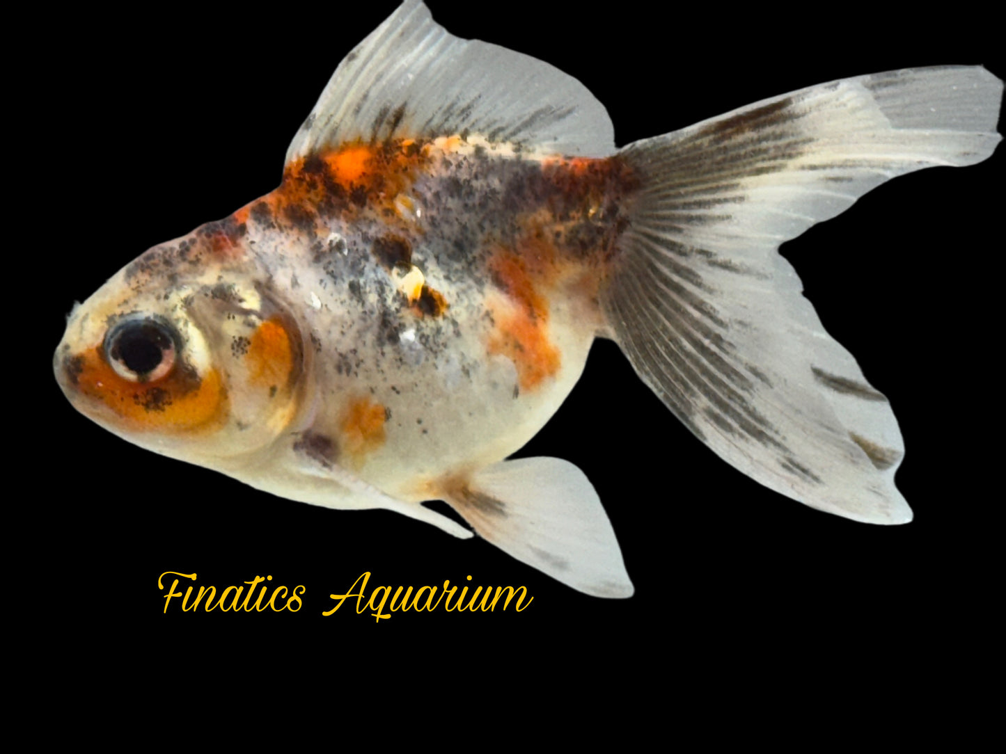 One Oranda Goldfish Approx 2” WYSWYG r2042