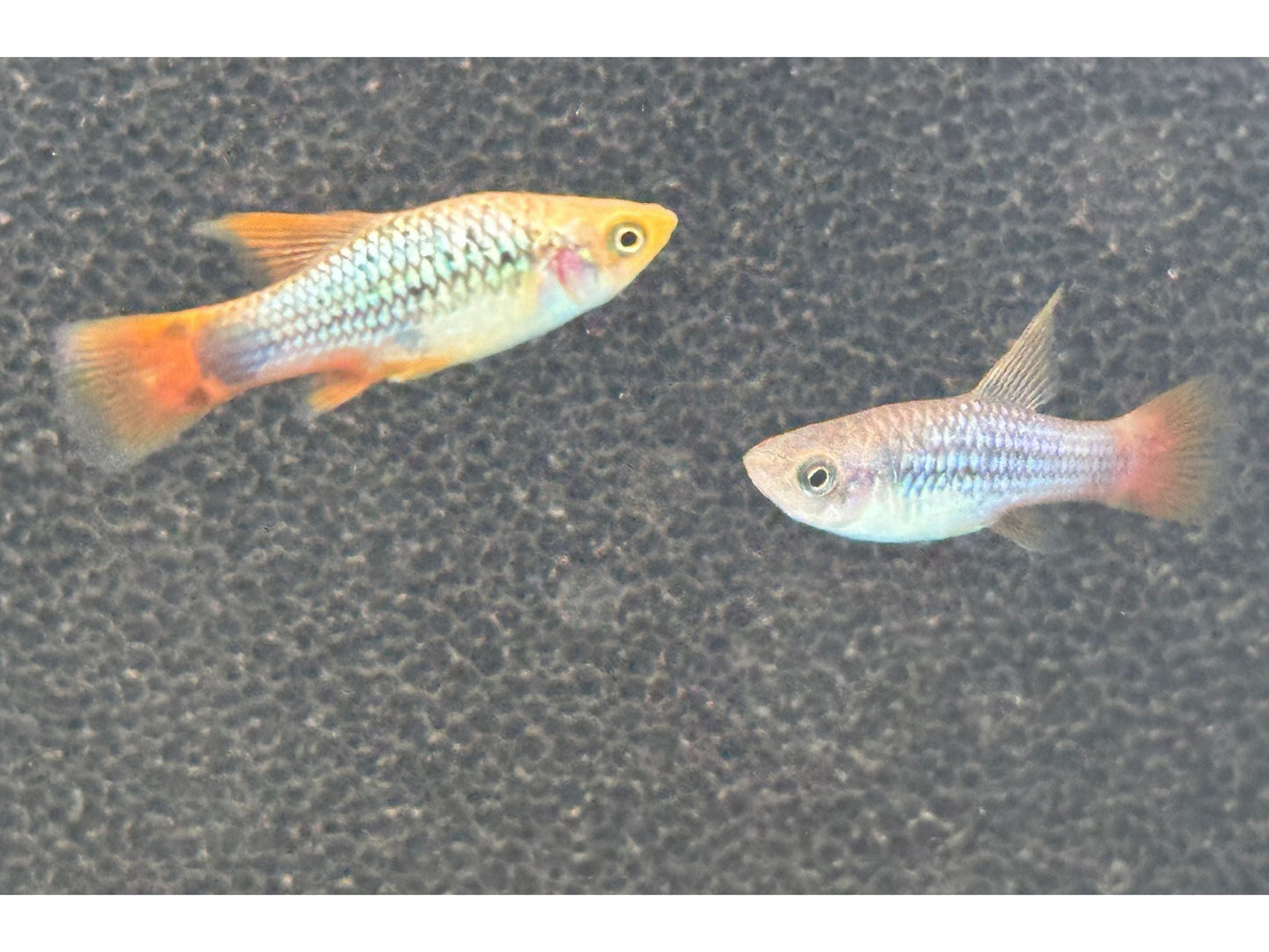 One Hifin Blue Coral Platy Approx 1” T63 (Xiphophorus variatus)