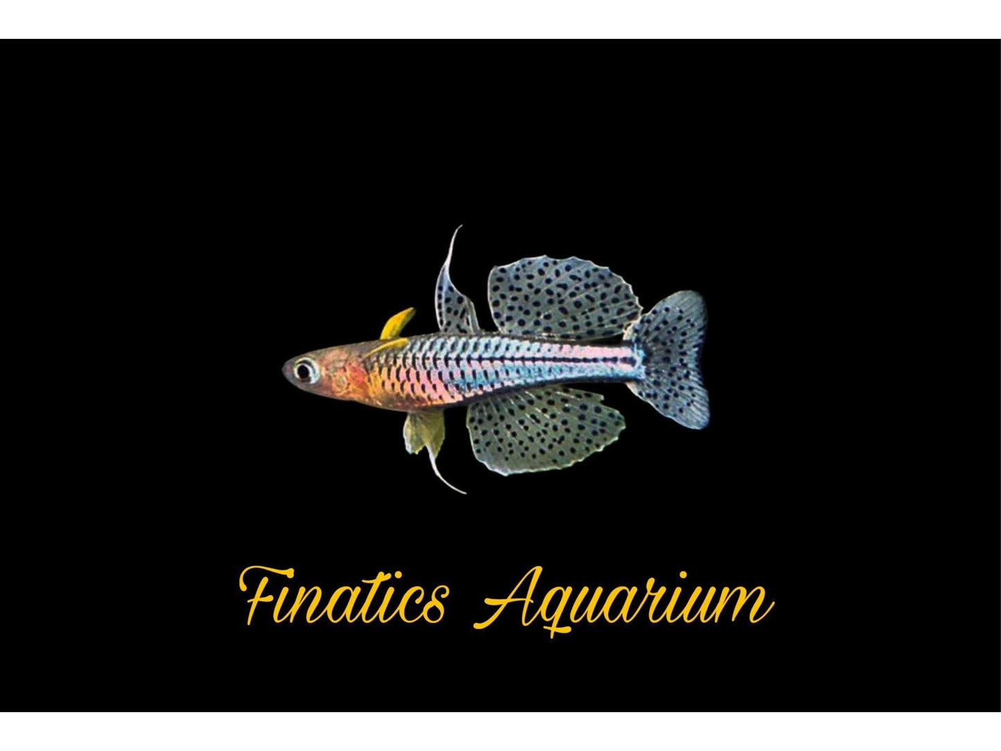One Gertrude Blue Eye Rainbow Fish Approx 3/4-1” T62