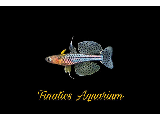 One Gertrude Blue Eye Rainbow Fish Approx 3/4-1” T114