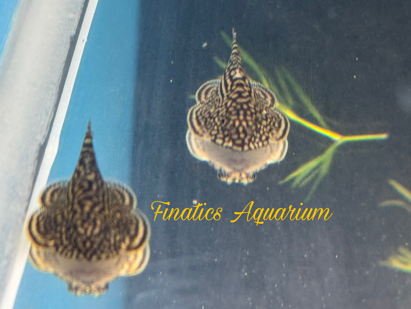One Reticulated Hillstream Loach Approx 1.5 -2" T161/162