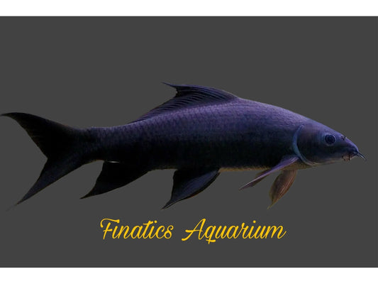 One Black Shark-Fish  (Labeo Chrysophekadion) Approx 2-2.5” T202