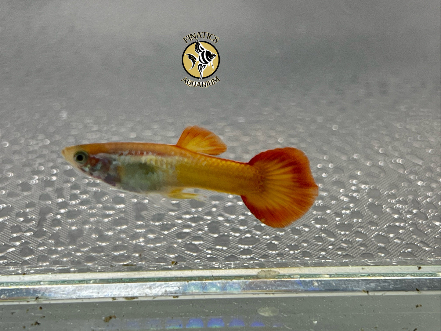 Mircariffe Tequila Sunrise Male Guppy