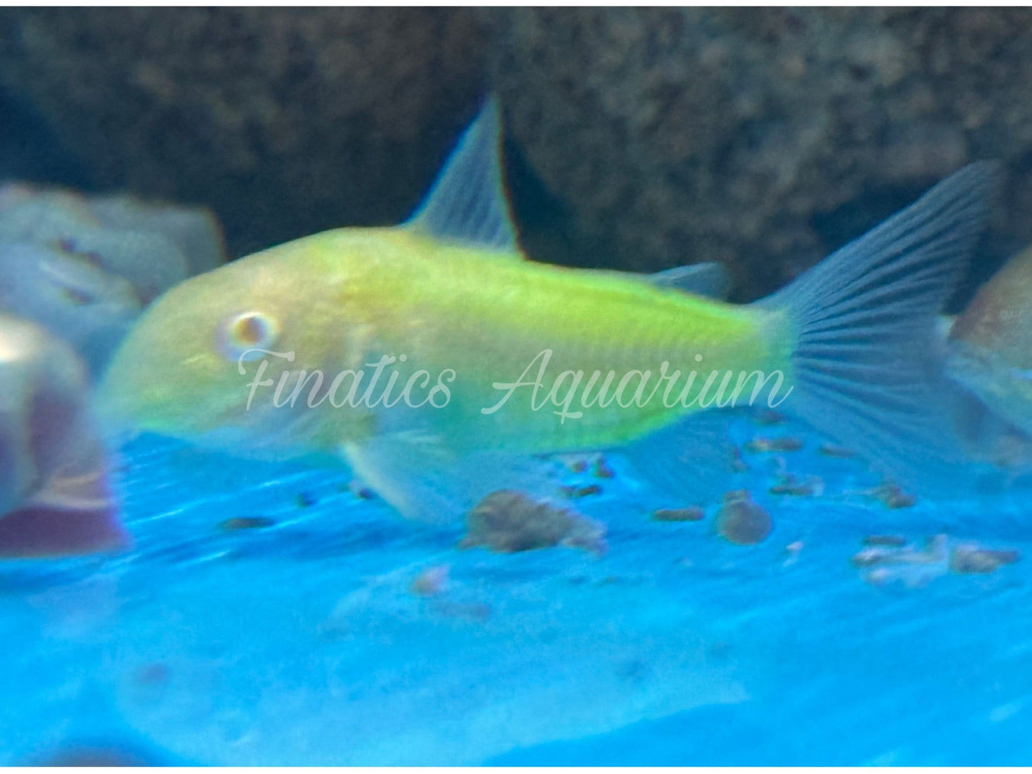 One Green Glo Corydora Fish Approx 1” T163