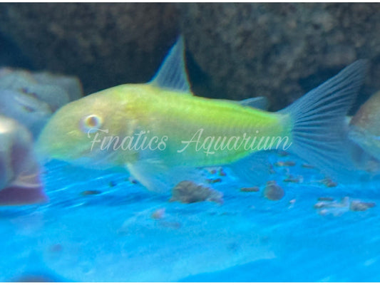One Green Glo Corydora Fish Approx 1” T163