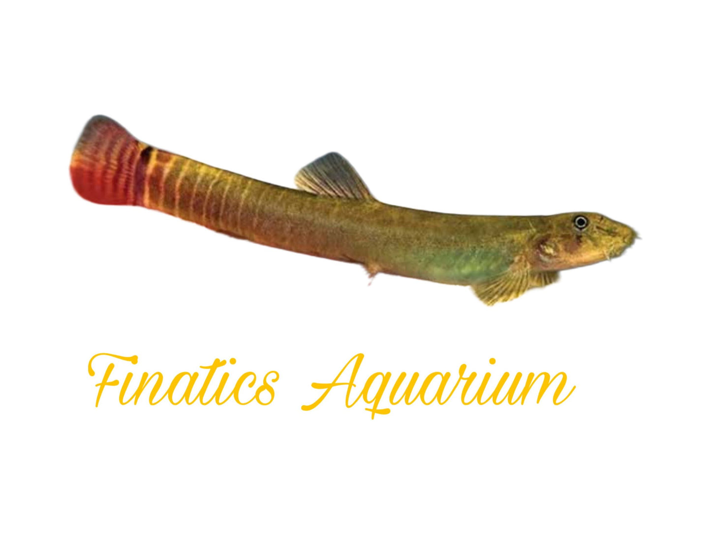 One Red Tail Squirrel Loach Approx 2” (Aborichthys Elongatus)