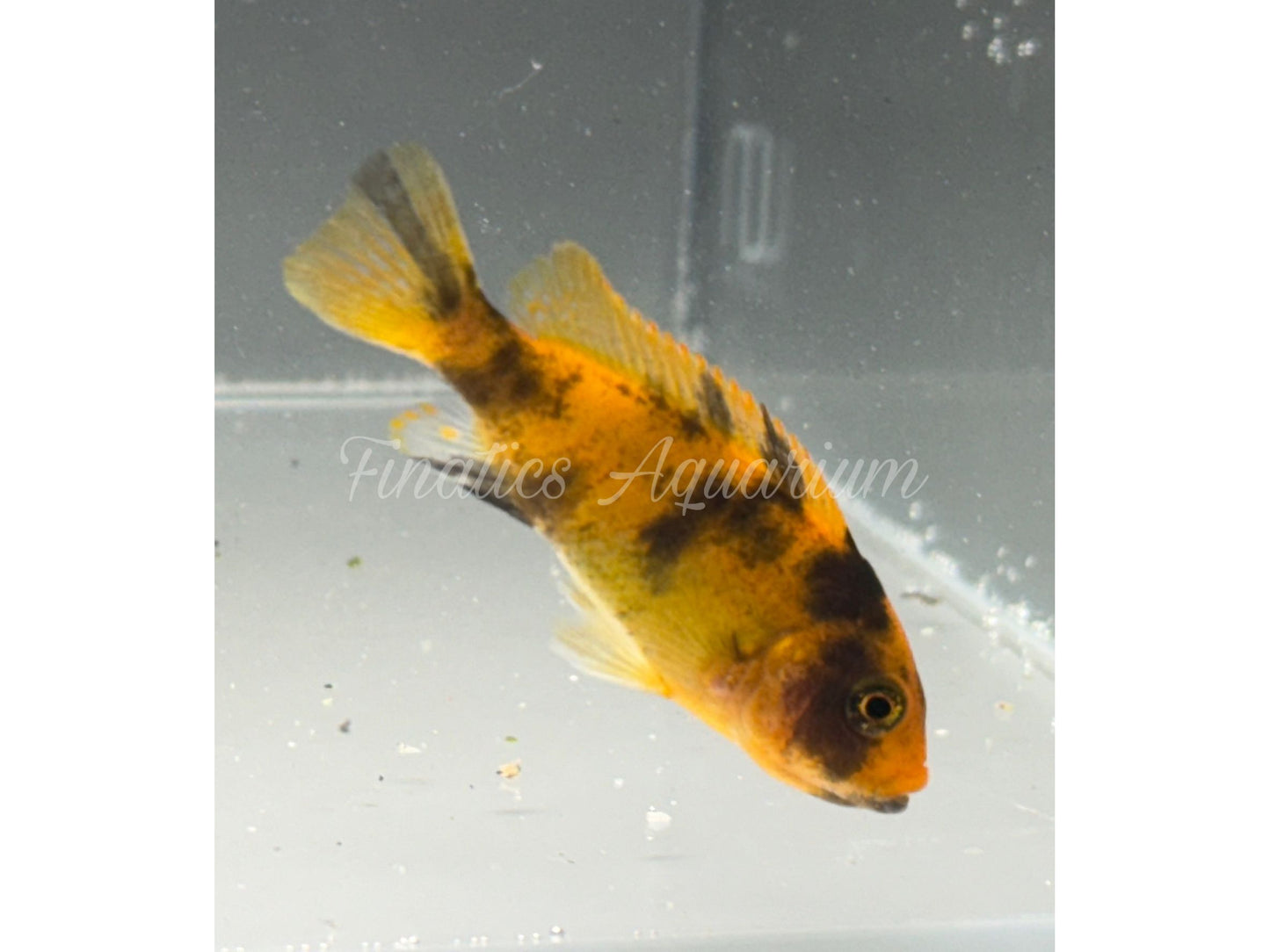 One Zebra Red Blotch Cichlid WYSWYG #1001