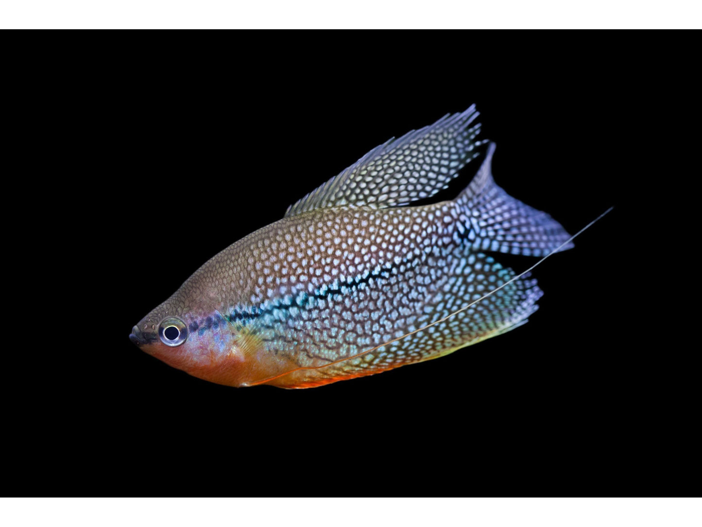 One Pearl Gourami Approx 2” T133