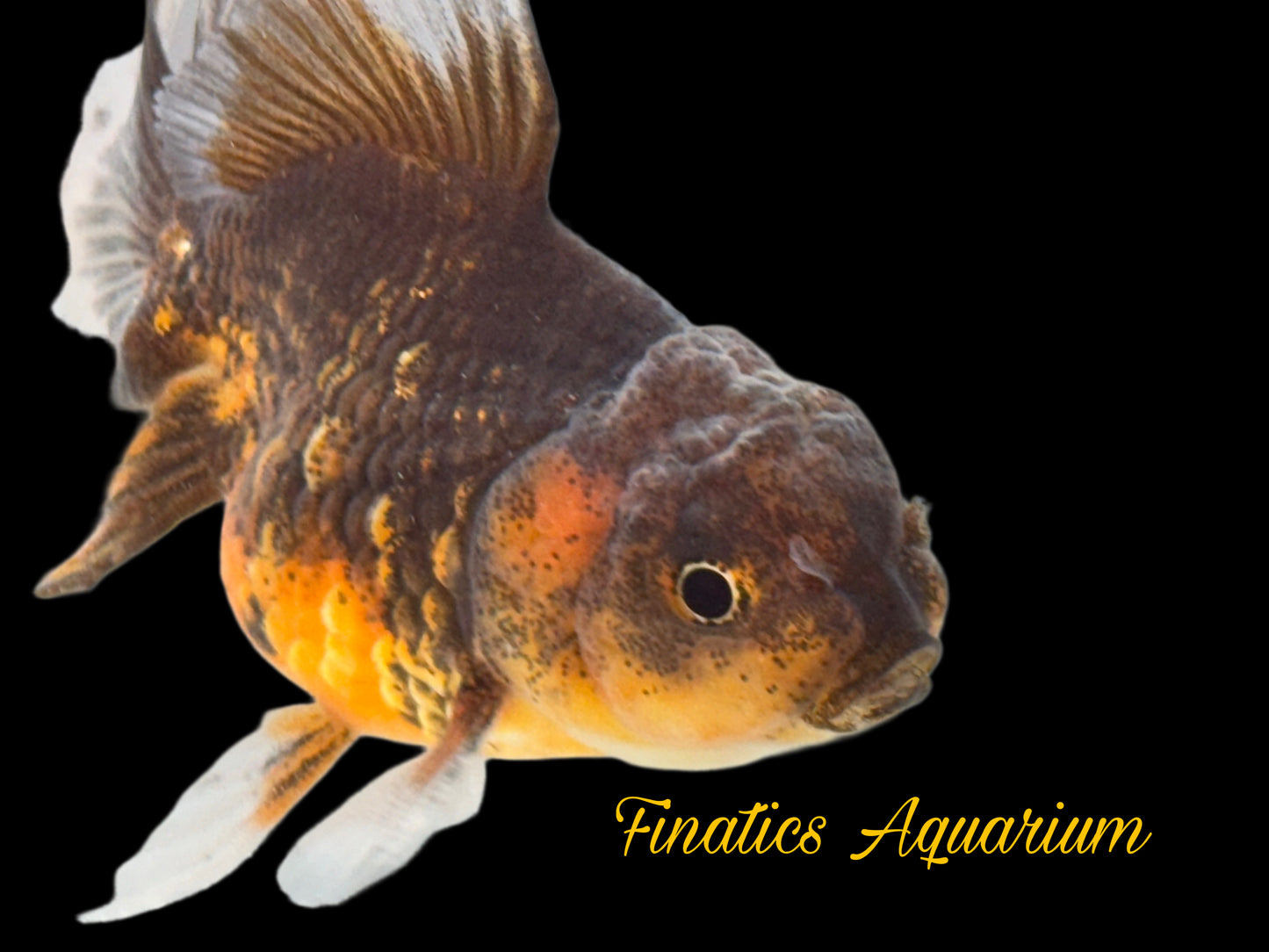 One Oranda Goldfish Approx 2” WYSWYG r2044