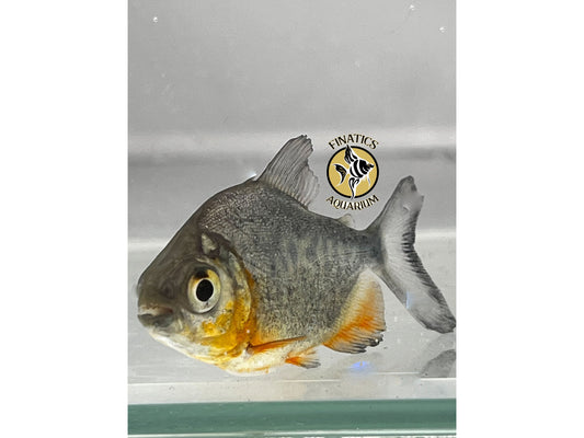 One Red Belly Pacu Approx 1.5-2”