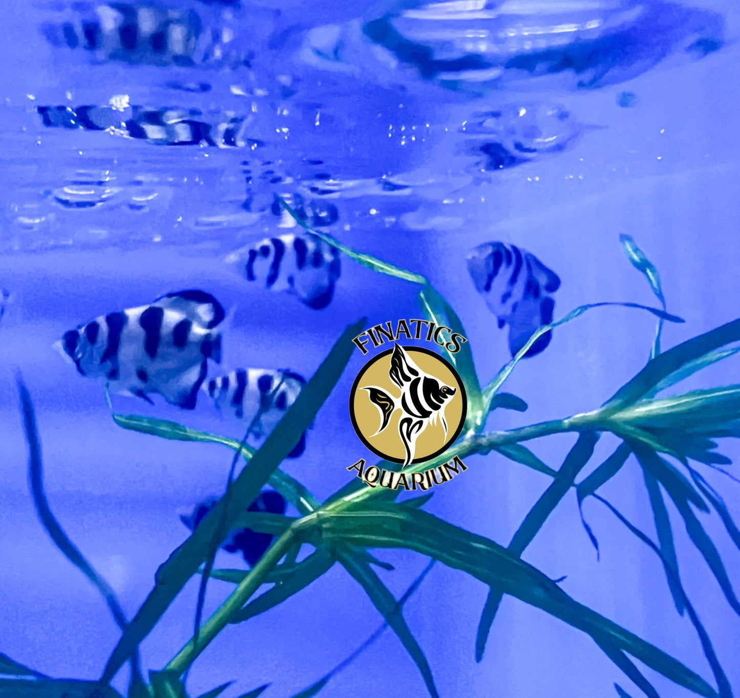 Burmese Clouded Archer Fish Freshwater