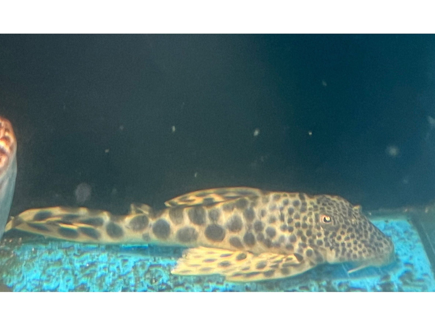One Para Yellow Spotted Pleco 4-4.5” ” L-075