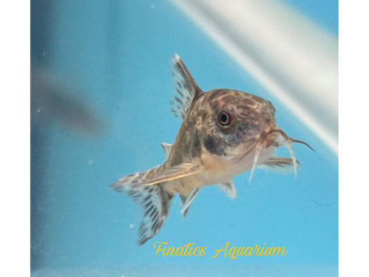 One Salt and Pepper Cory (Paleatus) Approx 1” T165