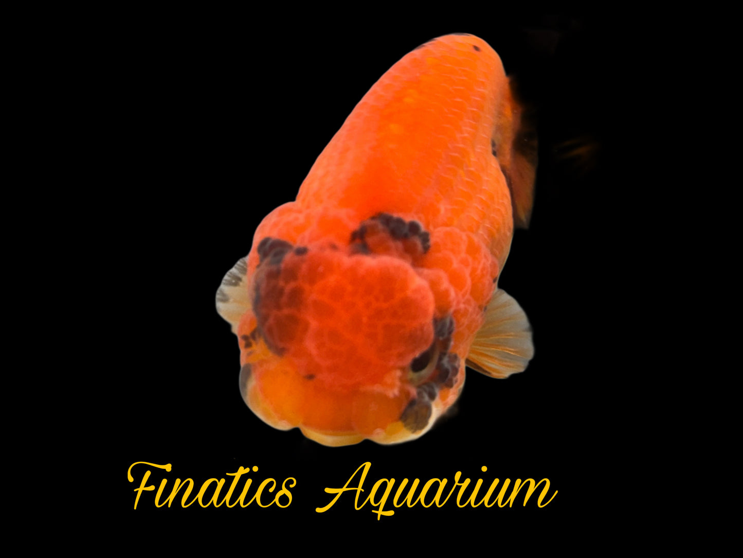 One Thai Lionchu Ranchu Goldfish Approx 4-5” WYSWYG R1001