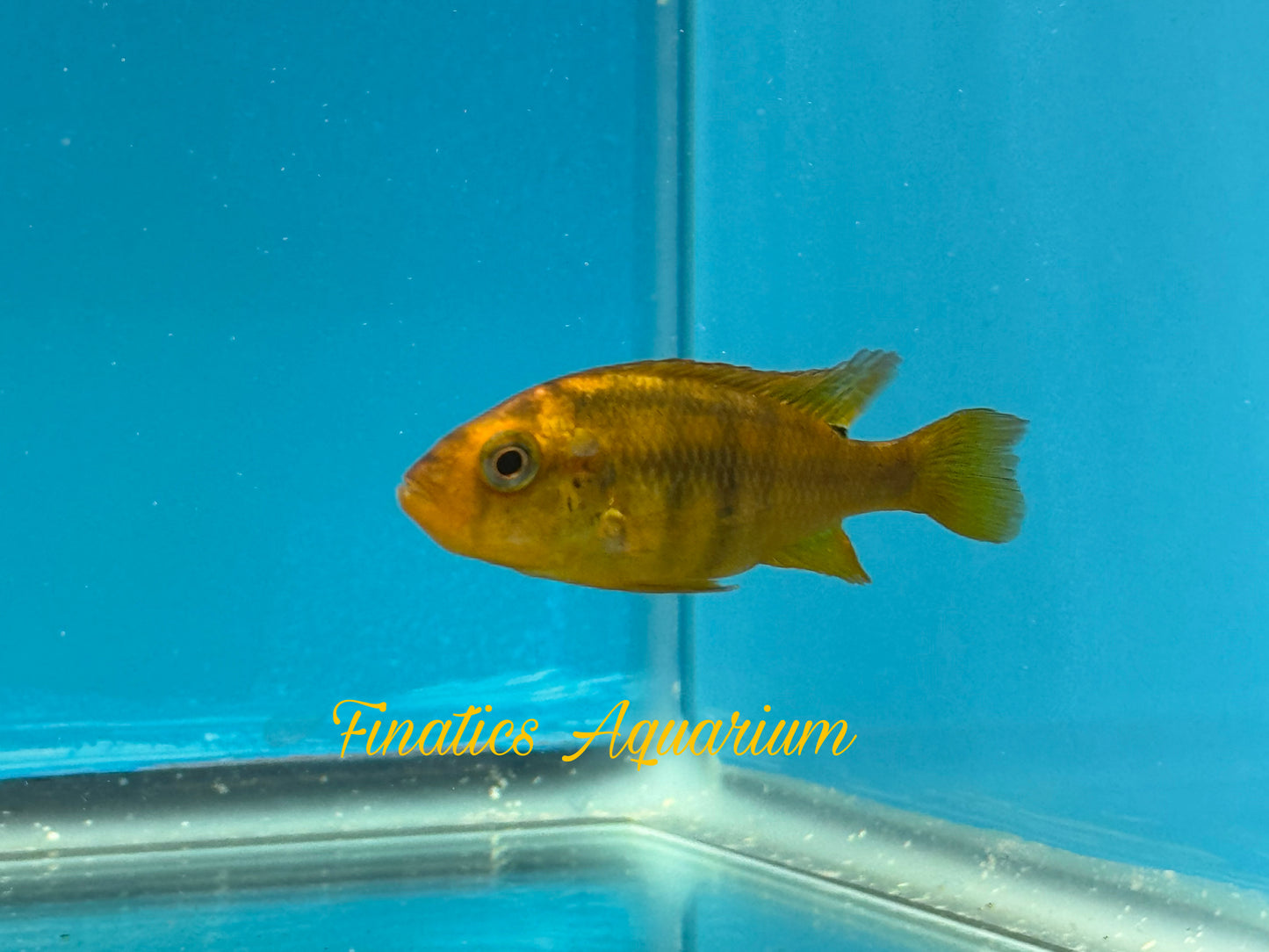 One Rock Kribensis Cichlid Approx 2-2.5”