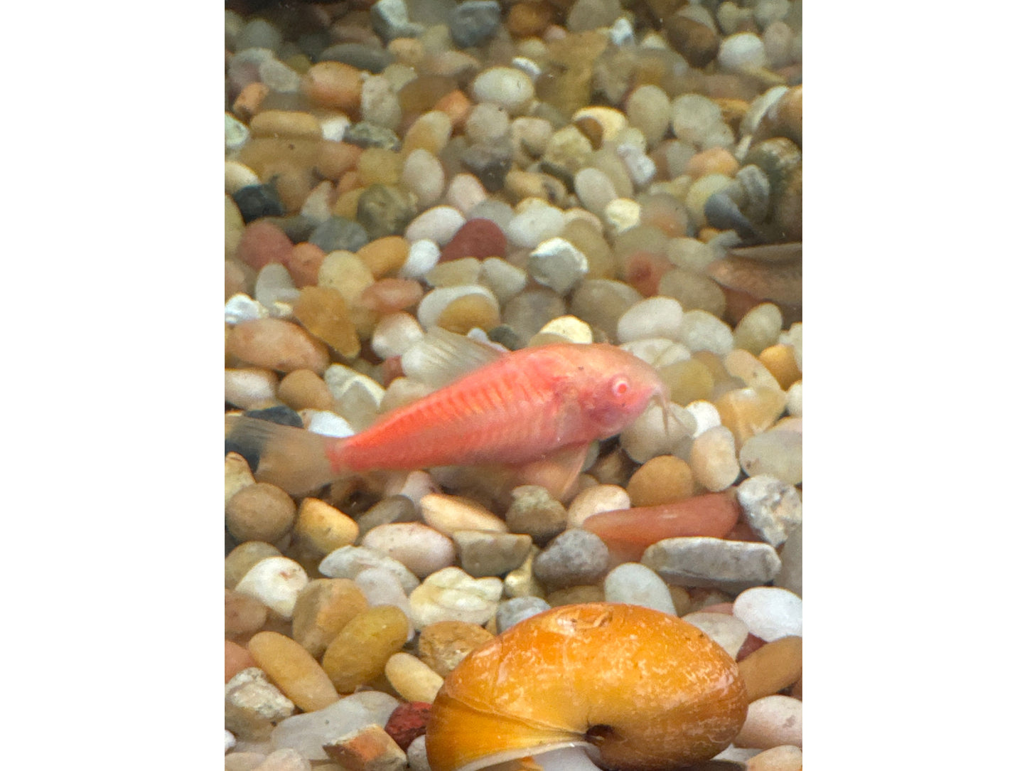 One Pink Glo Cory Catfish Bin116