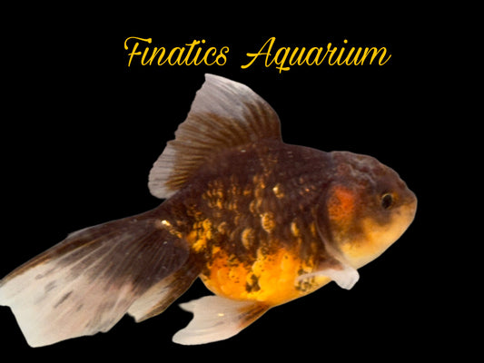One Oranda Goldfish Approx 2”  WYSWYG  r2044