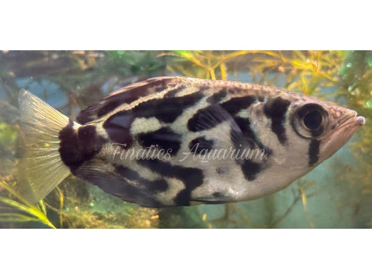Burmese Clouded ArcherFish Freshwater Approx 3” T182