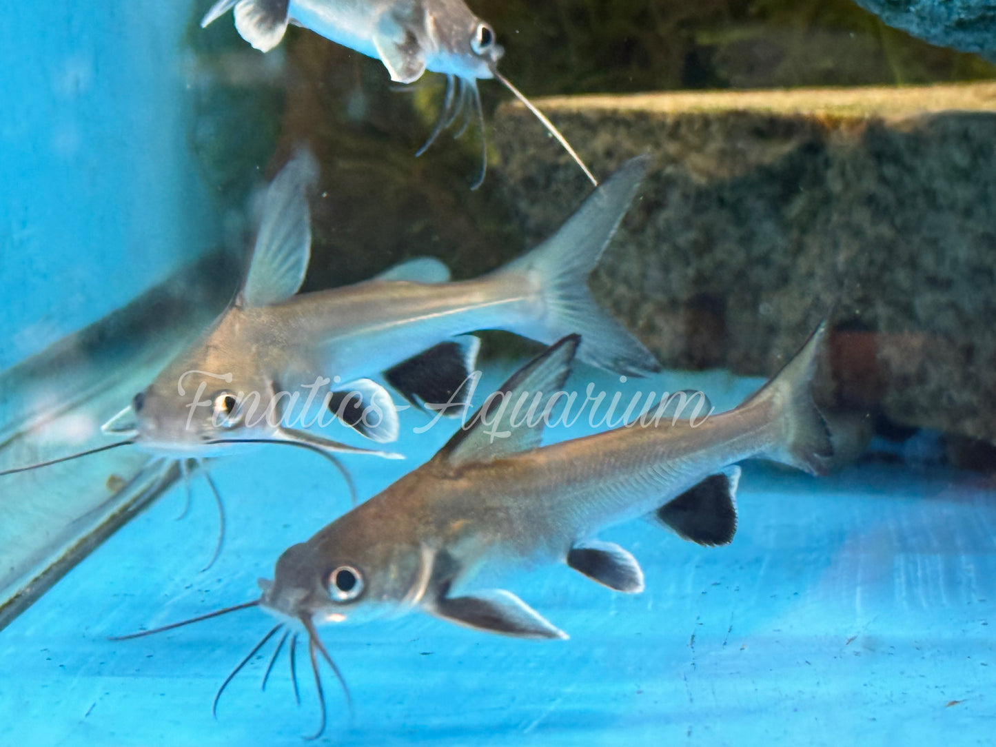 One Shadowfin Fish-Shark Approx 2-3” T130