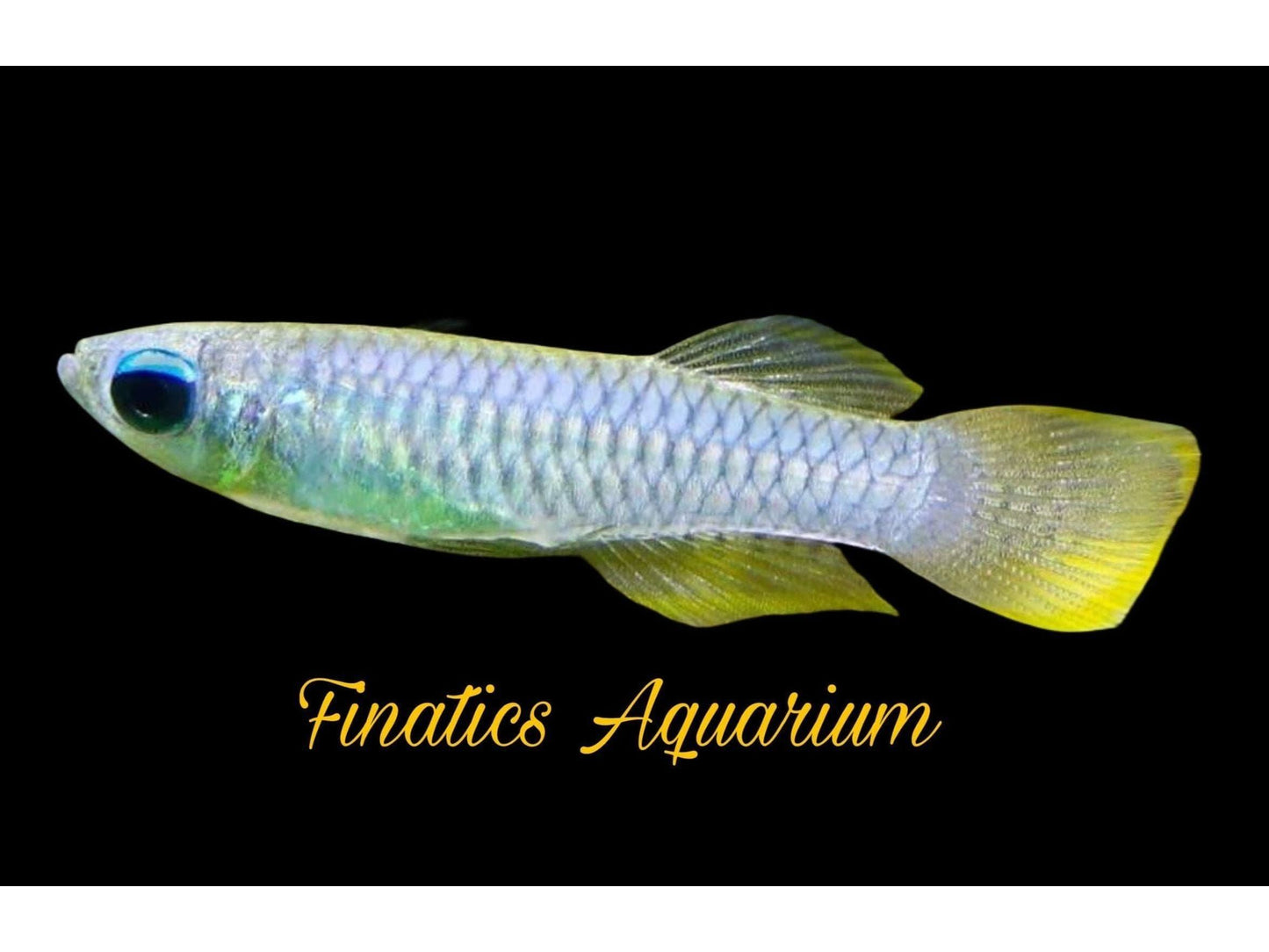 One Normani (Normans) Lampeye Killifish T118 Approx 3/4”