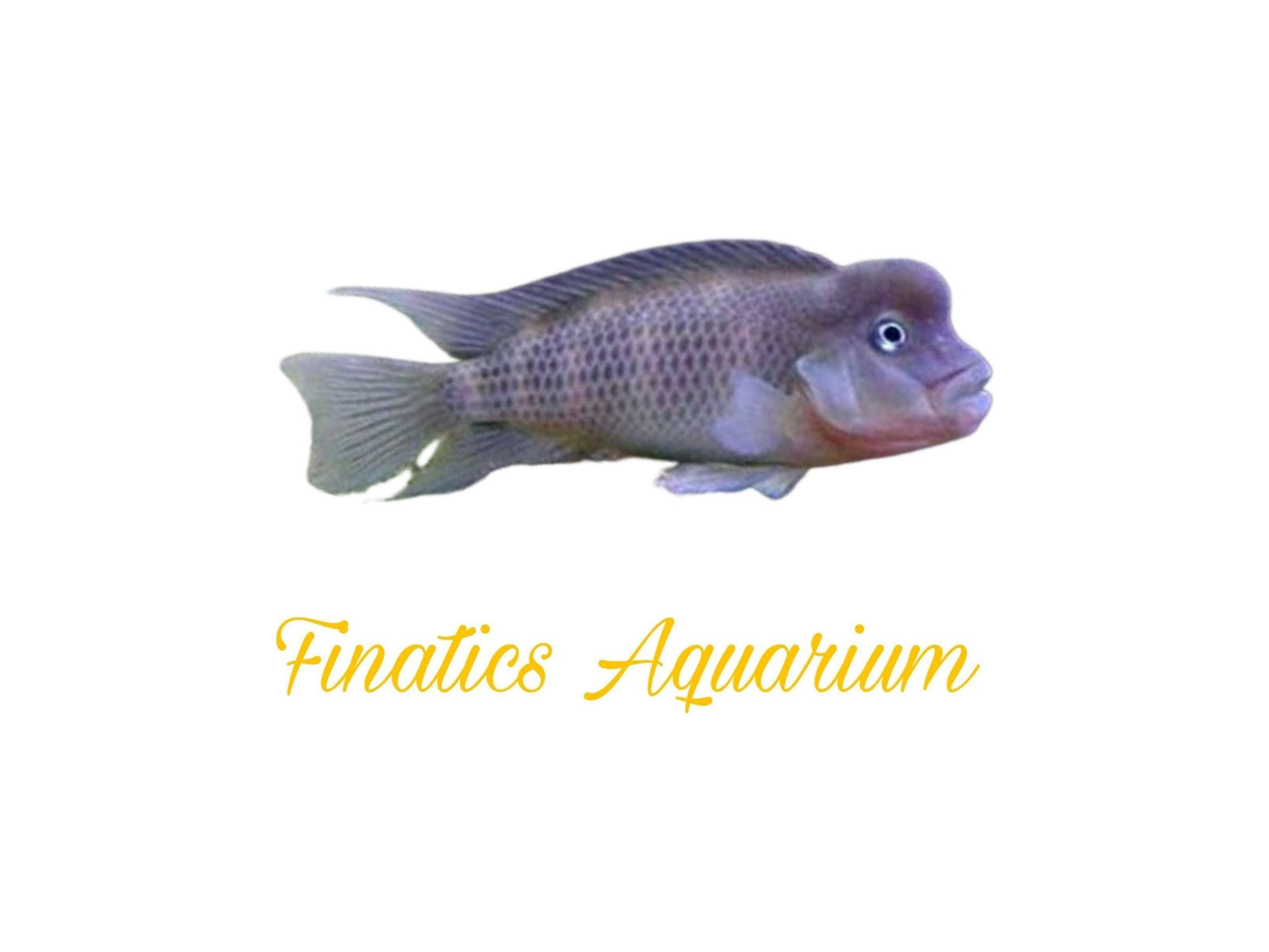 One Buffalo Head Cichlid Approx 1-1.5” T201