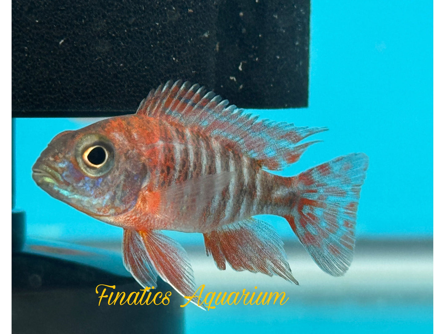 One Eureka Peacock Cichlid Approx 2-2.5” T264
