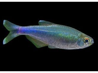 One King Blue Peru Tetra Approx 3/4-1”. T109