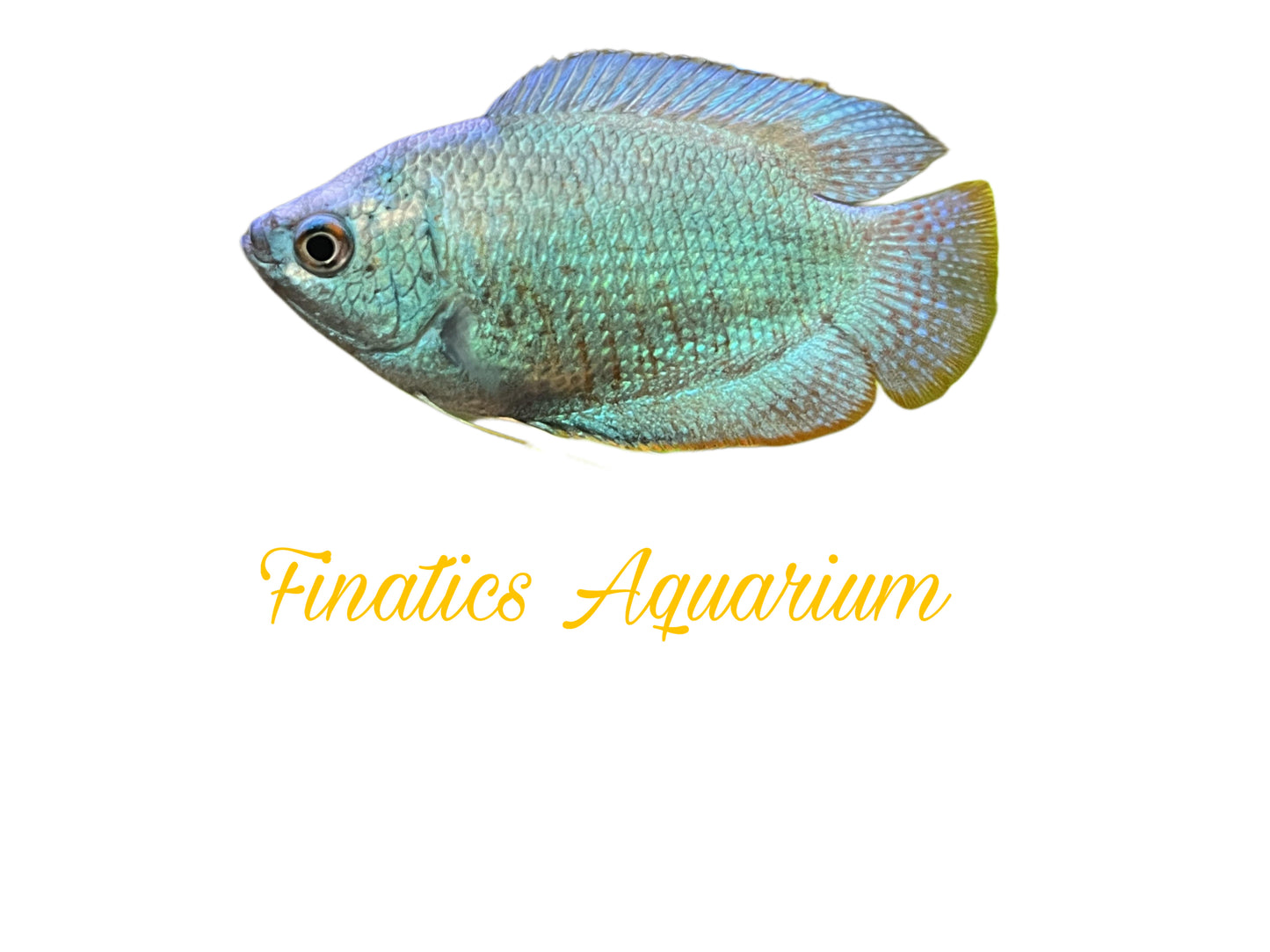 One Dwarf Powder Blue Gourami Approx 2” T156