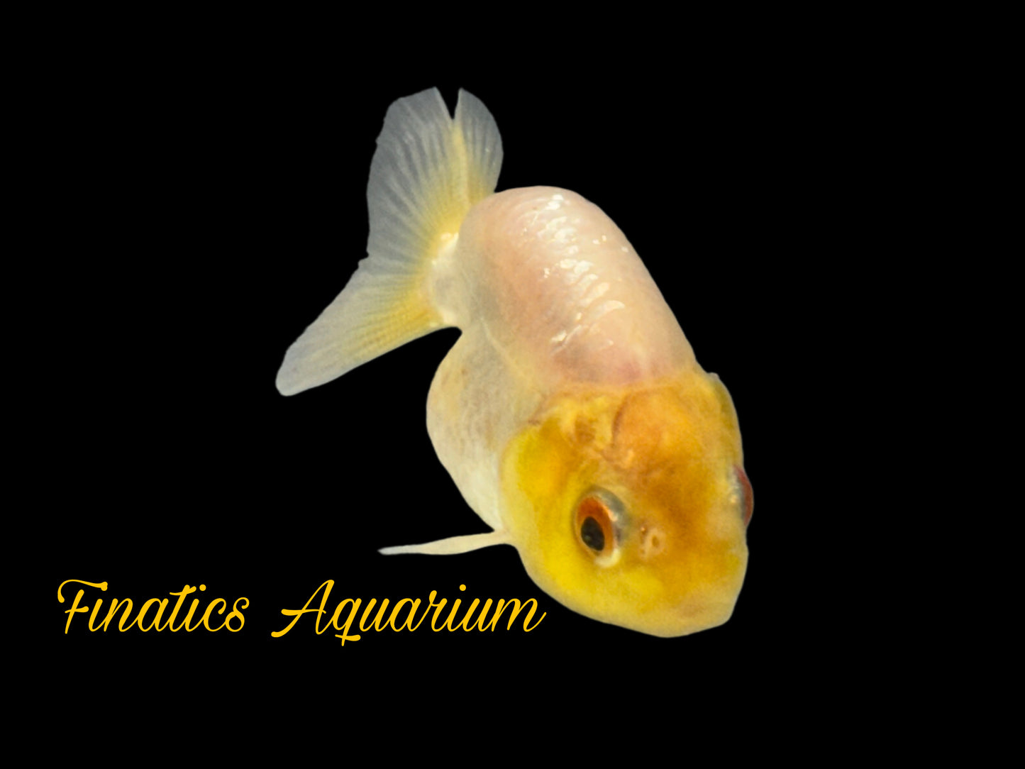 One Lion Head Ranchu Goldfish Approx 2” WYSWYG r2038